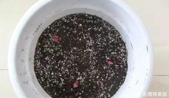 百合种球|喜欢百合,可你真的会种吗?百合种植方法图解