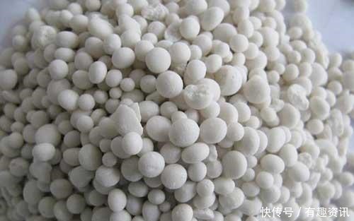 老桩|多肉植物爱吃2种肥,根系健壮,叶子肥厚,养成老桩