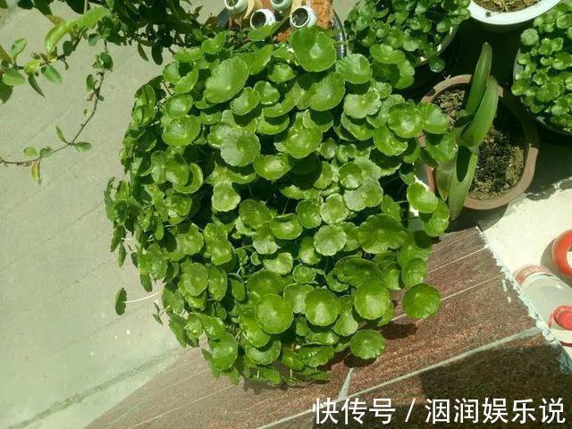 水桶|养此5种花,夏季就像“水桶”,浇水越多、长得越旺