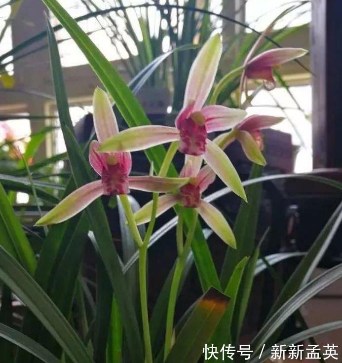 漂亮|4种花很爱开花,一养就“花开满盆”,漂亮又好养活!