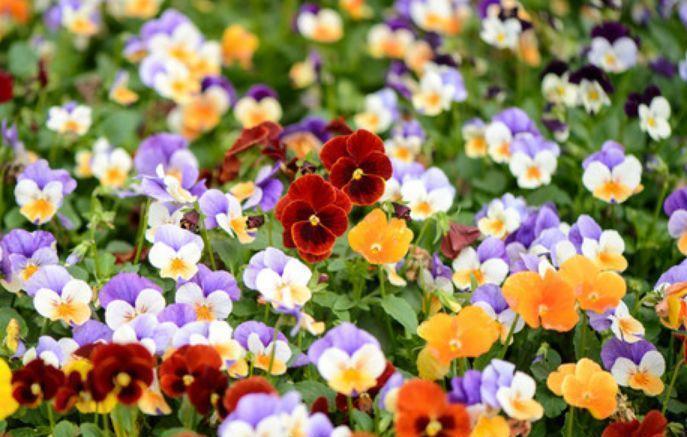 养花就养此4种,好养易活花量大,还能散发淡淡的香气