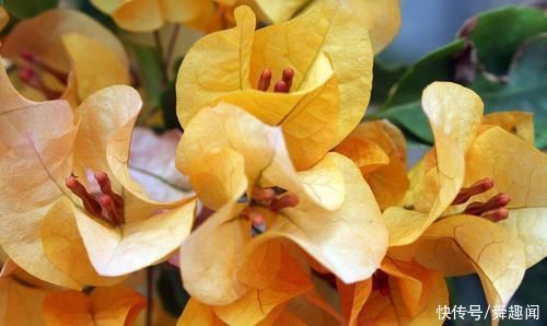 盆栽花草中的6个“醋罐子”,多浇酸水,叶子才能绿得冒油!