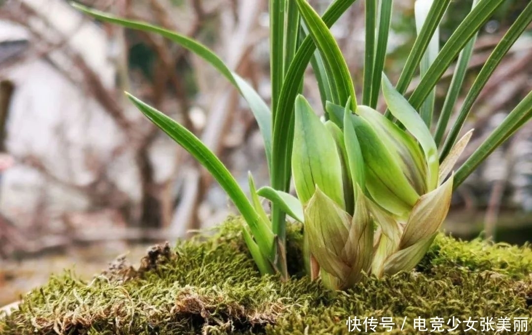 兰花花蕾掉了是什么原因？这三种情况最多见，蕙兰更要注意