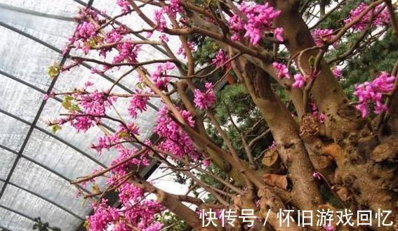 卧室养花有讲究，4种花一定不能养，不然后悔就晚啦