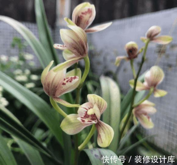 养5年兰花都不开花,加了1料,花开停不住