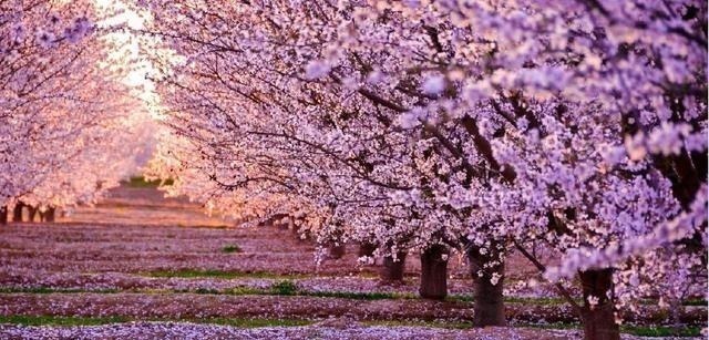 日本&说说奇葩的日本文化,这是一种诡异的潮文化,樱花武士和涩谷