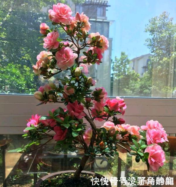 皋月杜鹃|比兰花还值得养的盆栽花,寿命长,越养越漂亮,越养越值钱