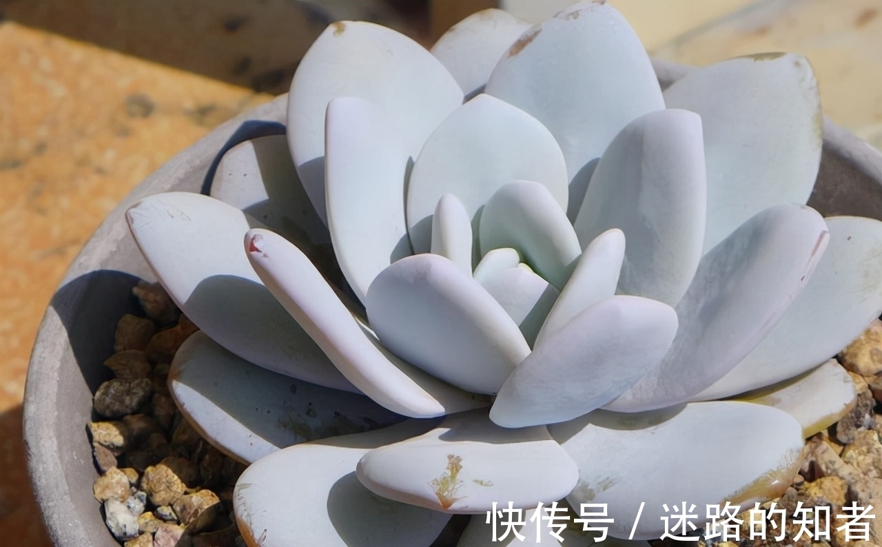 仙气十足的3款多肉,号称薄叶三仙,适合室内养护的也就广寒宫了