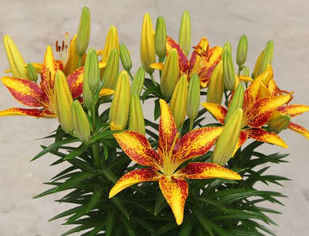 浇水|叶子发黄还脱落注意好这几点,叶子常年绿油油!