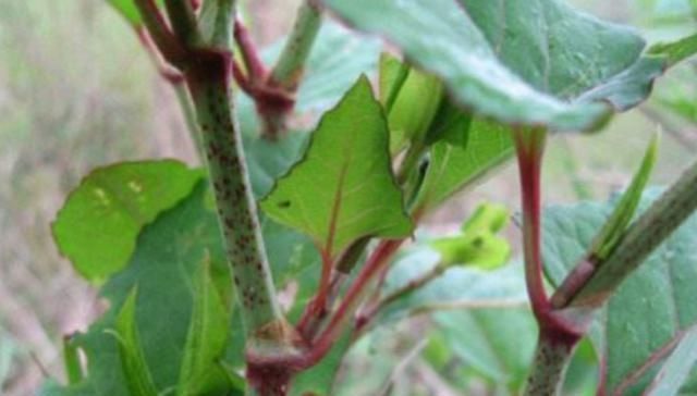 喜欢|这种水果味道比柠檬还要酸,但很多人喜欢吃,吃过的举手
