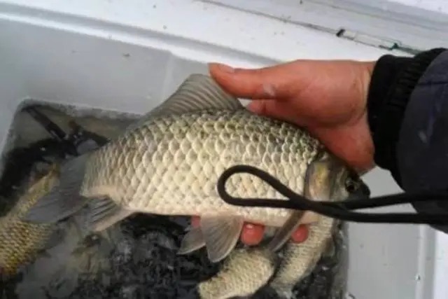 鲫鱼爱吃的是这种饵,用对饵料,不愁钓不到大板鲫!