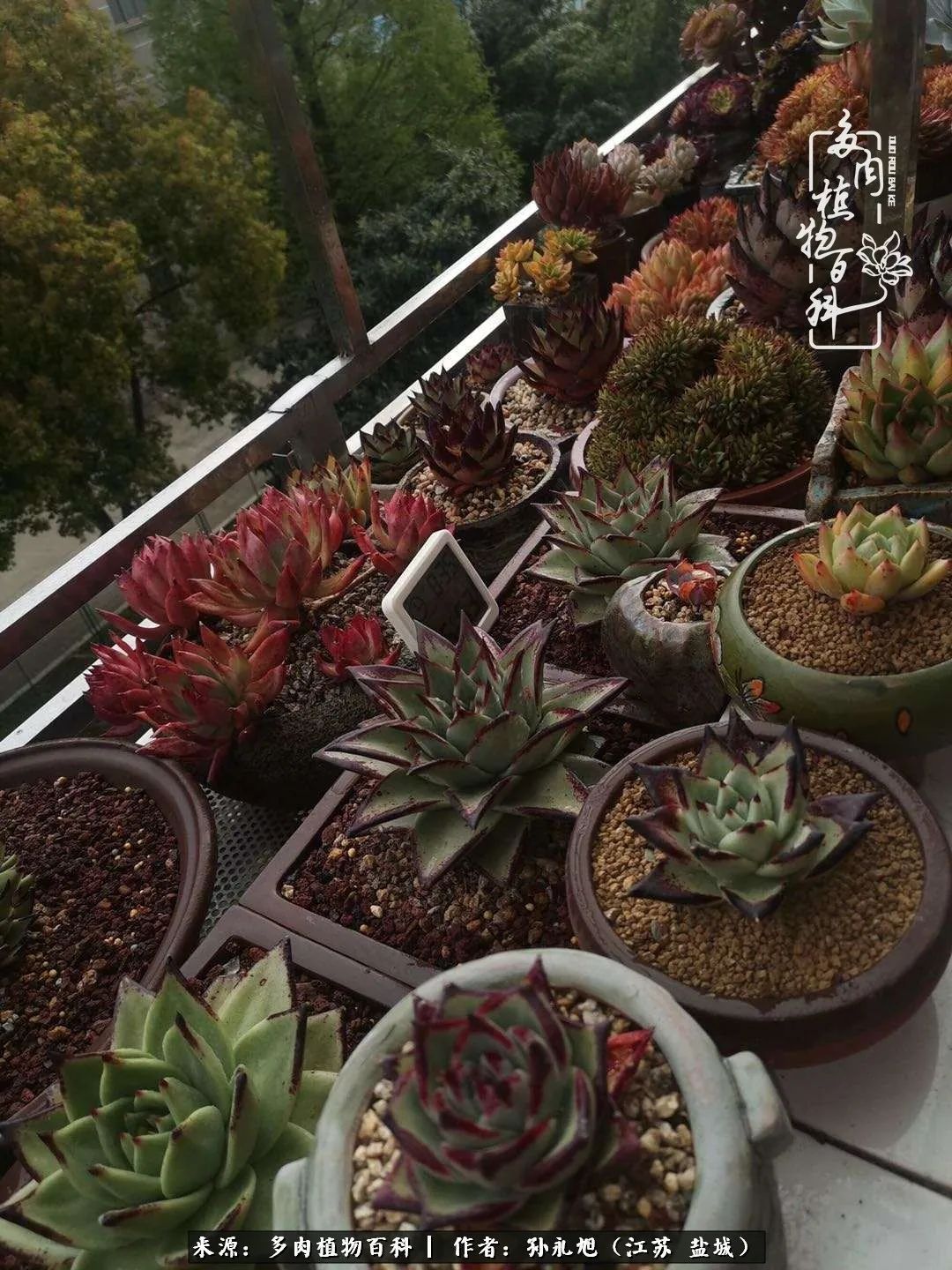 养多肉三年多九万里悟道，终归诗酒田园！