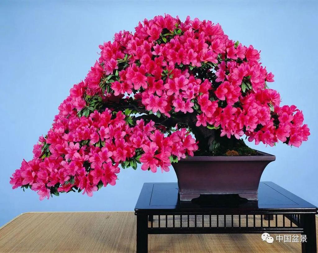 赏玩盆景，懂得珍惜才配拥有！
