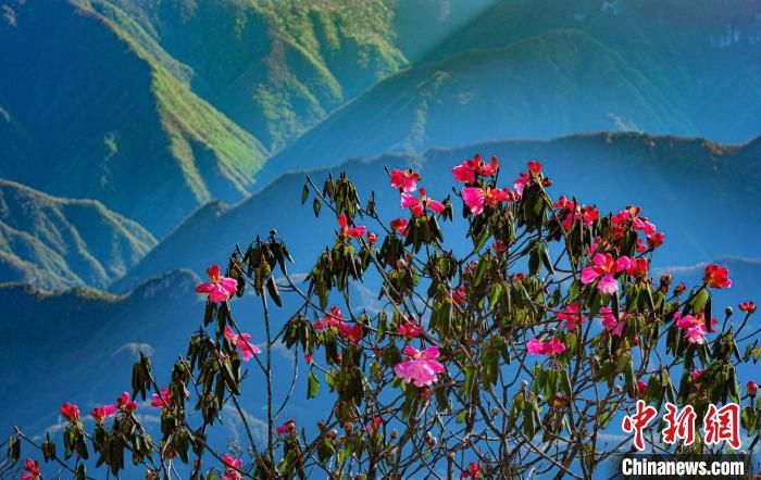 湖北神农架：杜鹃花开艳如火