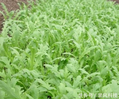 排毒養(yǎng)顏|女人不想老得快，臉上爬滿皺紋，4種蔬菜，調(diào)節(jié)內(nèi)分泌，美容養(yǎng)顏