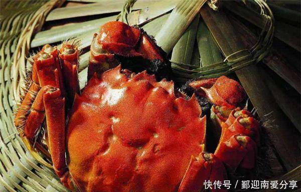 挑选|如何挑选大闸蟹?资深养蟹人告诉你,看准“3点”,蟹黄又多又好