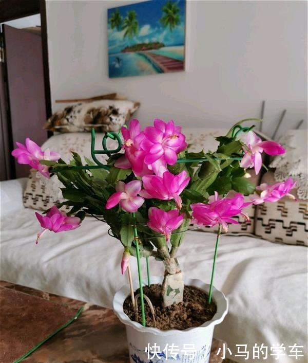 谁说室内养不好花这12种一养就开花,还特漂亮,喜欢养花别错过!