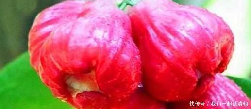 紫蒲桃|女性到了中年，4种食物要多吃，排毒润肠，滋肝明目，营养又健康