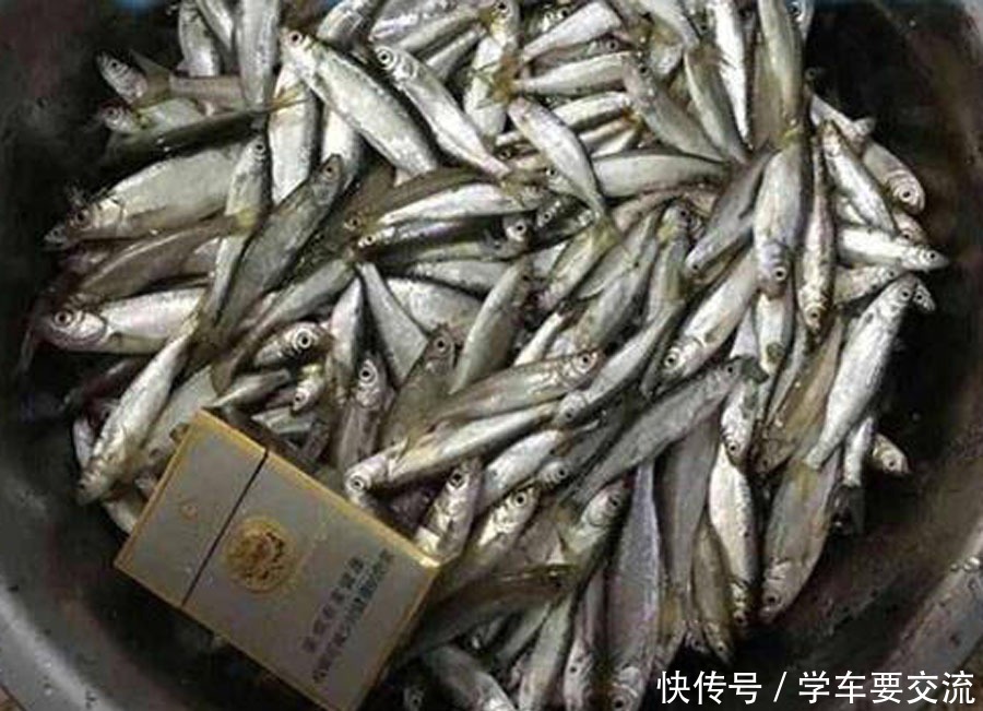 白条闹钩,被钓友所唾弃,总结7种应对方法