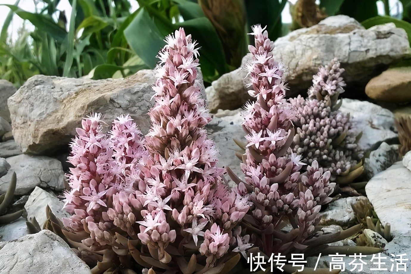 观音莲|开花会死的多肉名单,你家要有养,看见花箭就“给一刀”