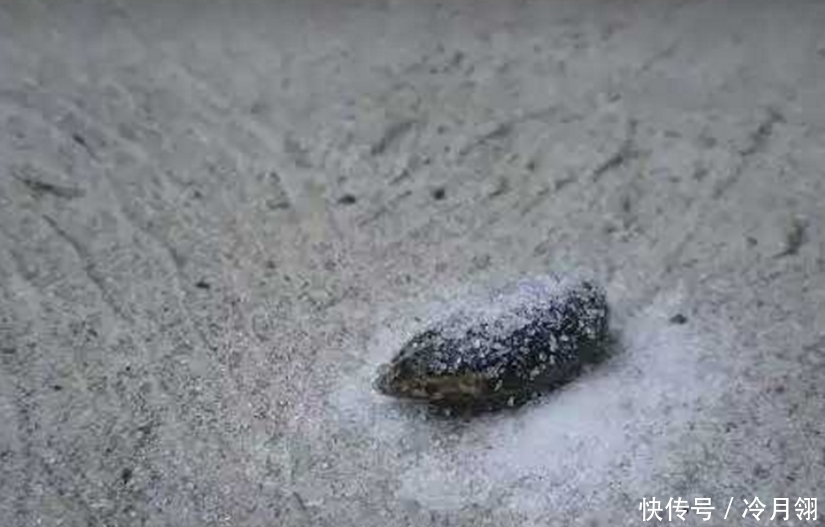 男子从脚上抓下一只蚂蟥,怎么弄都弄不死,