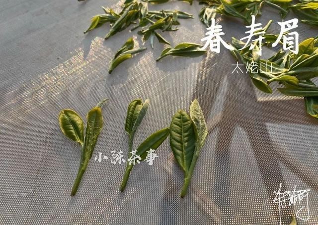 曲解|白牡丹剥了针,就成了寿眉?是谁还在不断曲解白茶?