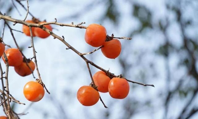 鞣酸|大量上市!比苹果还营养,吃它胜过10副药!但是很多人都吃错了