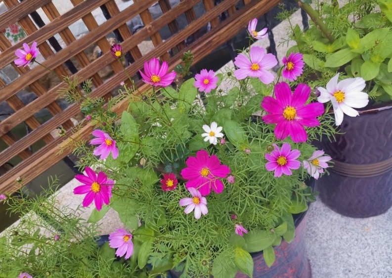 长春花|可以自生自长的花，种子掉土里就活，不用管开不停！