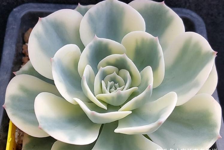 养多肉玉蝶锦的肉友你养活了吗？没养活的话来试试这两种养法吧！