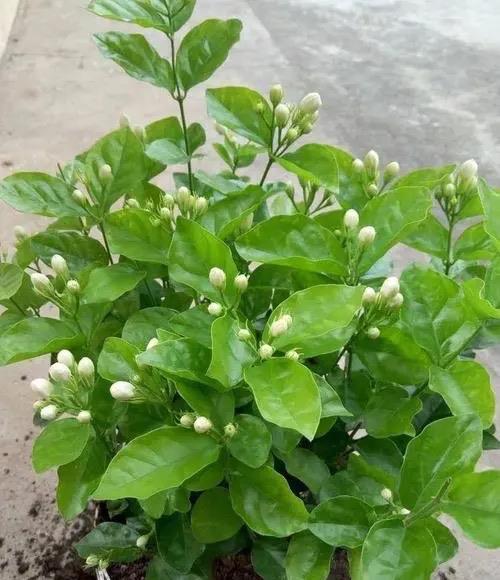 阳台上|养好茉莉花,认真做好3件事,花满枝头,花朵大非常香