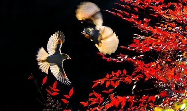 白居易|白居易一首冷门情诗，通俗易懂，感情真挚，很多人以为是现代诗