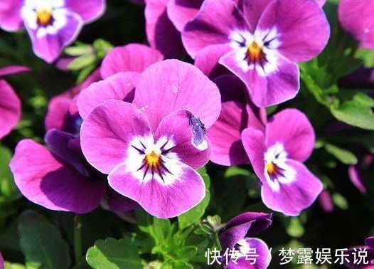 花卉|养花就养盆颜值高的花卉，四季开花，媲美玫瑰，观赏价值高，超美