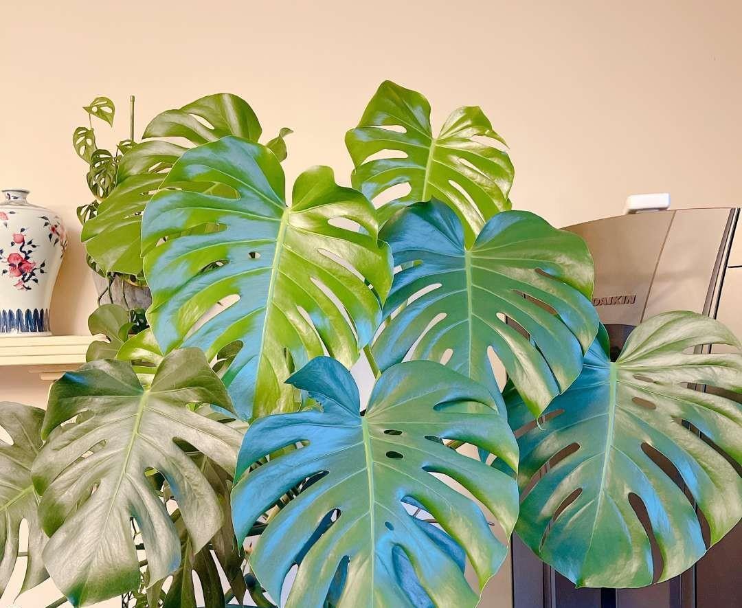 旺财旺运的5种盆栽,好看好养,放家里一盆不吃亏