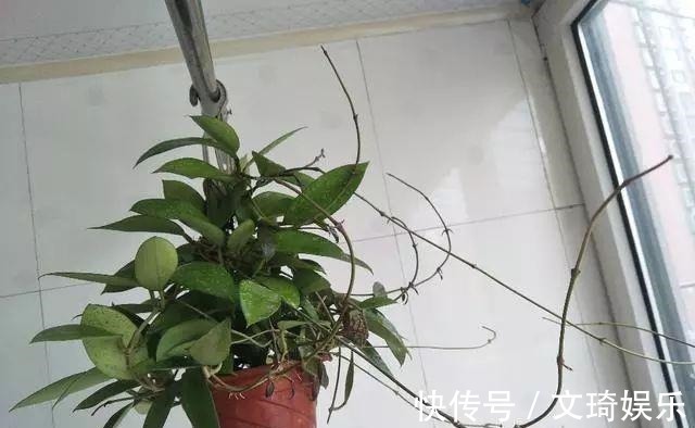 此盆栽花比香水还香,比绿萝还好养,一年四季开花,幽香飘满堂!