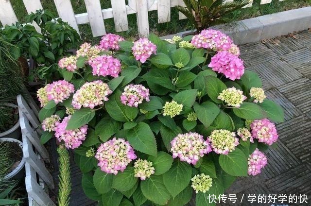 悄悄告诉你，此5种花，掐个叶就生根，懒人都能养开花！