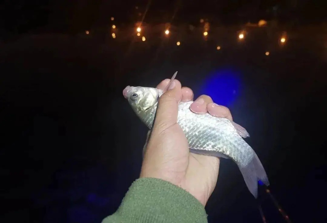 深秋夜钓鱼口轻？三个关键的调整，老钓友都说好