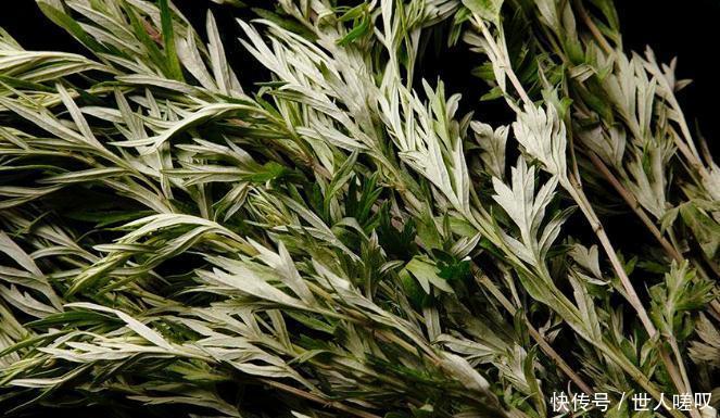 受益|用艾叶泡的水沐浴,一周一次,竟有如此喜人的作用,早知早受益