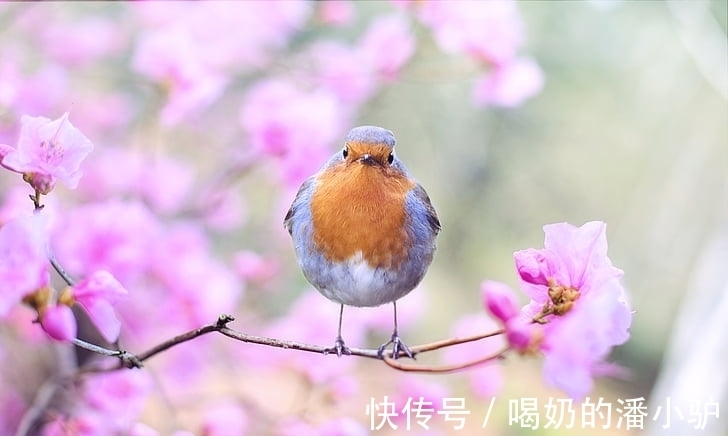 人大气|腊月二十三以后,事业发展春风得意,前途无量的生肖