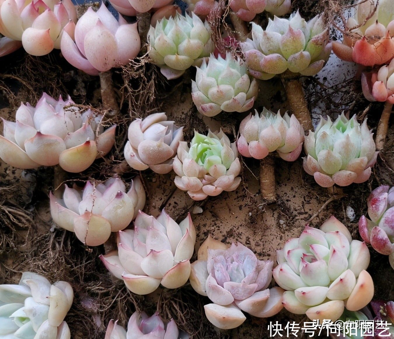 秋天|一到秋天，多肉就买个不停，买多肉真快乐，养死了可就悲哀了