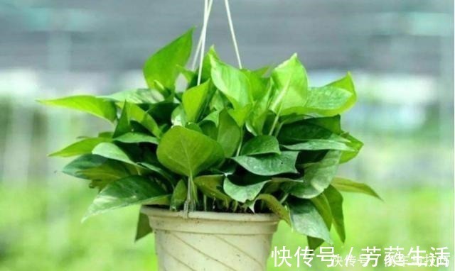 技巧|绿萝到底怎么浇水2个浇水技巧，学会浇水就能把绿萝养爆盆！