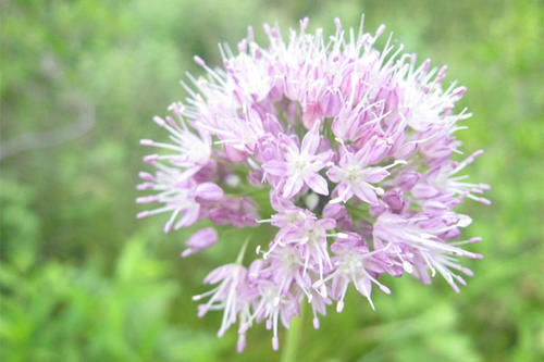 胸痹|像葱又像蒜,叫葱又叫蒜,非葱非蒜,通胸阳、行肠气、定喘、化脂
