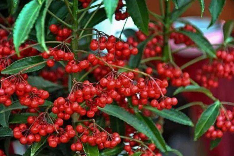 4种花养在家里,比牡丹好看,比吊兰好养,你养了吗