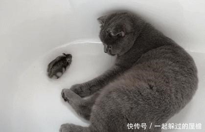 笼子|仓鼠从笼子里跑出来了，结果遇上了宠物猫，宠物猫的反应却是这样