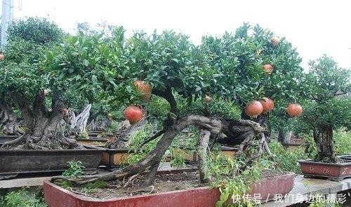 这6种盆栽不用买,水果吃完丢水里泡7天,30天后乐开花!