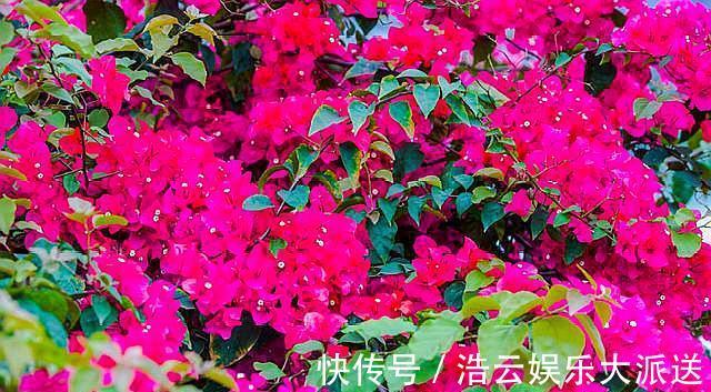 花芽|三角梅在开花,“修剪”要做对,花期不落花,一开就是几个月!