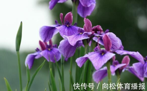 喜欢玫瑰,不如养“菊中珍品”,花似九连环,金光闪闪,开花绚丽