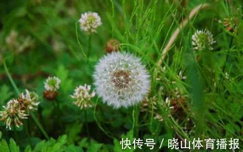 食用|为什么蒲公英被称为“药草皇后”？提醒：泡水时要注意3件事