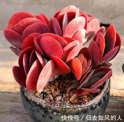 叶片|平平无奇的多肉唐印,做好几件事,叶片红艳艳,谁见了都夸美