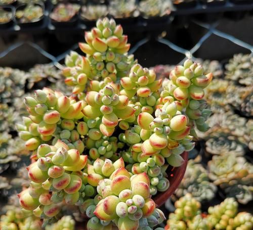 养多肉达摩福娘，了解掌握几个要点，造型漂亮，香味浓郁