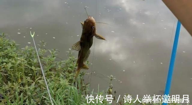 冬钓鲫鱼的“偷懒”玩法,筏竿配上串钩,再也不怕鱼儿跑远了